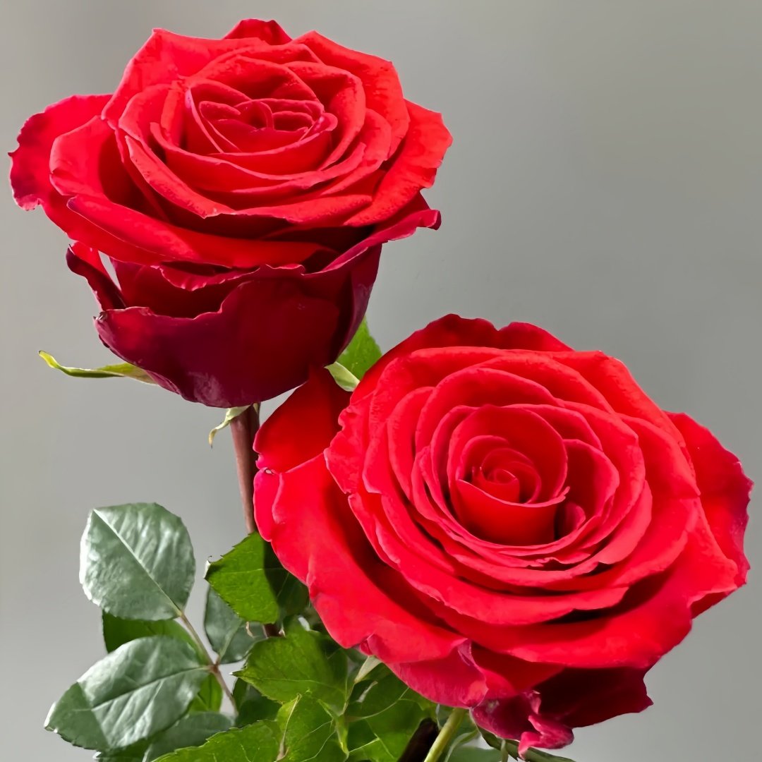 Nina Rose Plant｜妮娜 image 2