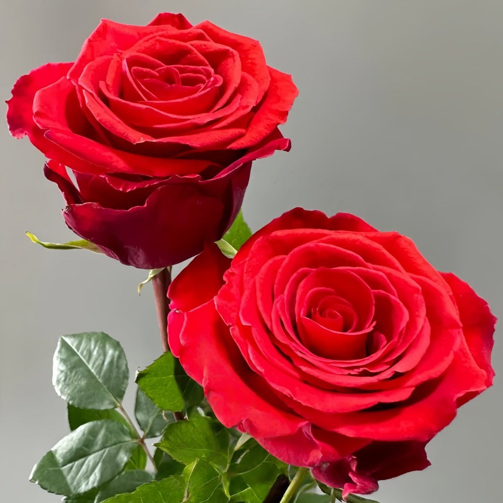 Nina Rose Plant｜妮娜 image 2