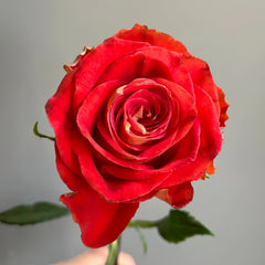 Kayn Rose Plant｜凯隐玫瑰 image 1