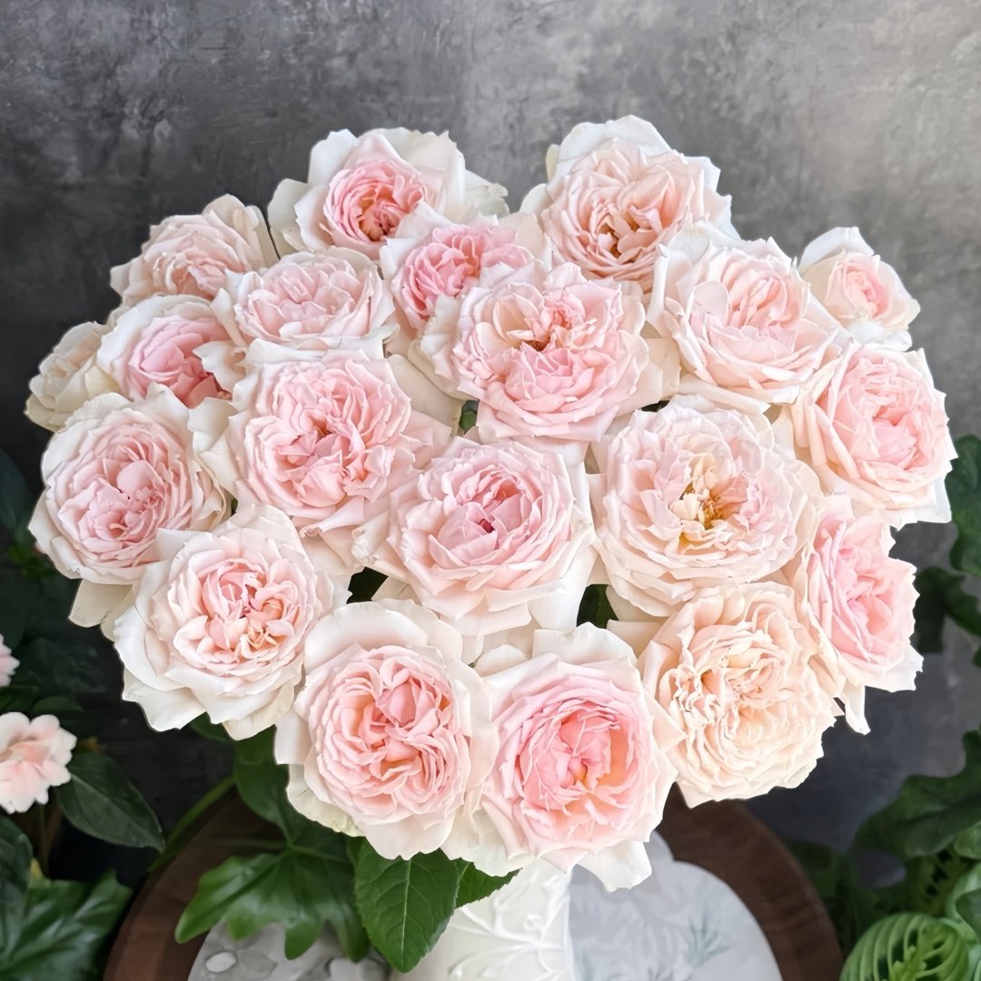 Kyouka Rose Plant|镜花 image 2
