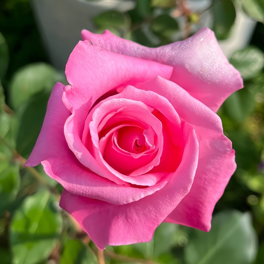 Momoka Rose Plant｜桃香 image 3