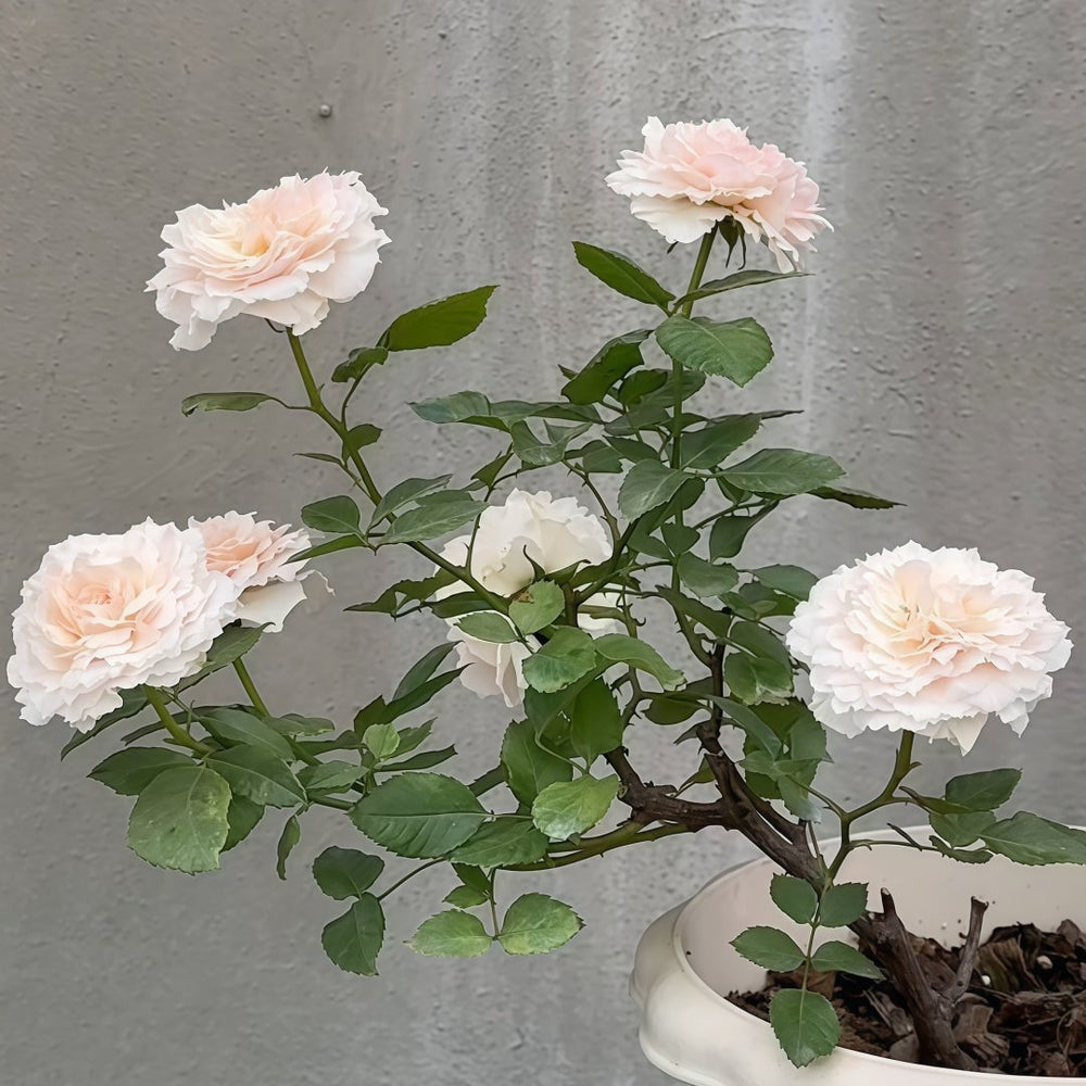 Tsumugi Rose Plant|紬-轻柔 image 5