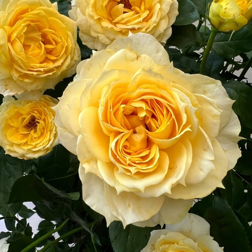 Sunny antike Rose Plant|阳光古董 image 6