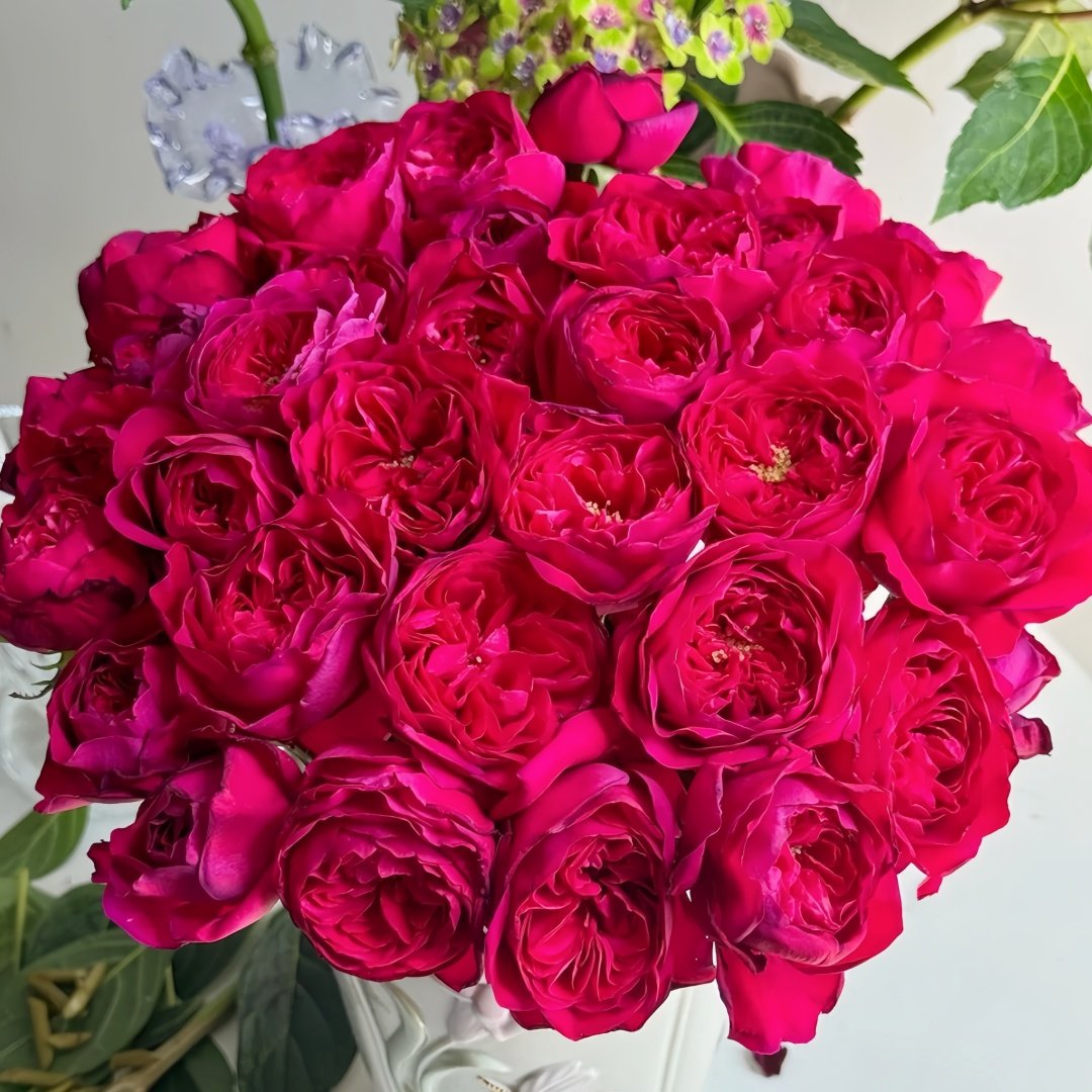 Darcey Rose Plant | 达西 image 2