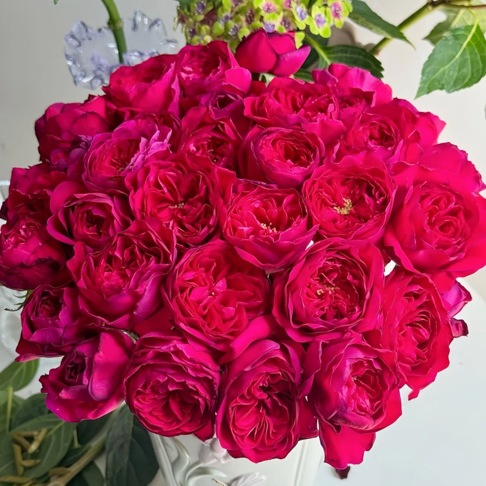 Darcey Rose Plant | 达西 image 2