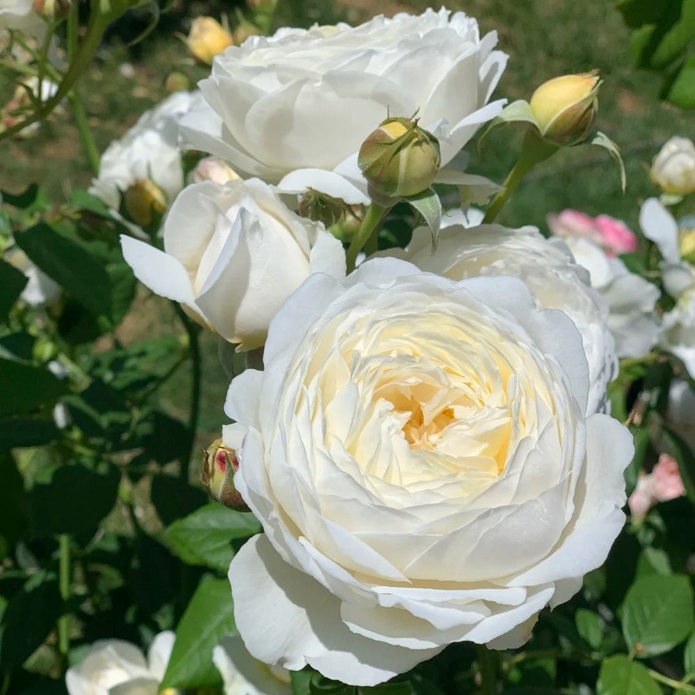 Claire Austin Rose Plant|克莱尔奥斯汀 image 7