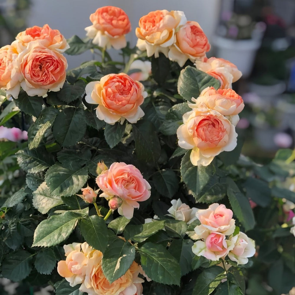 Abricot Terrazza Rose Plant｜杏色露台 image 7