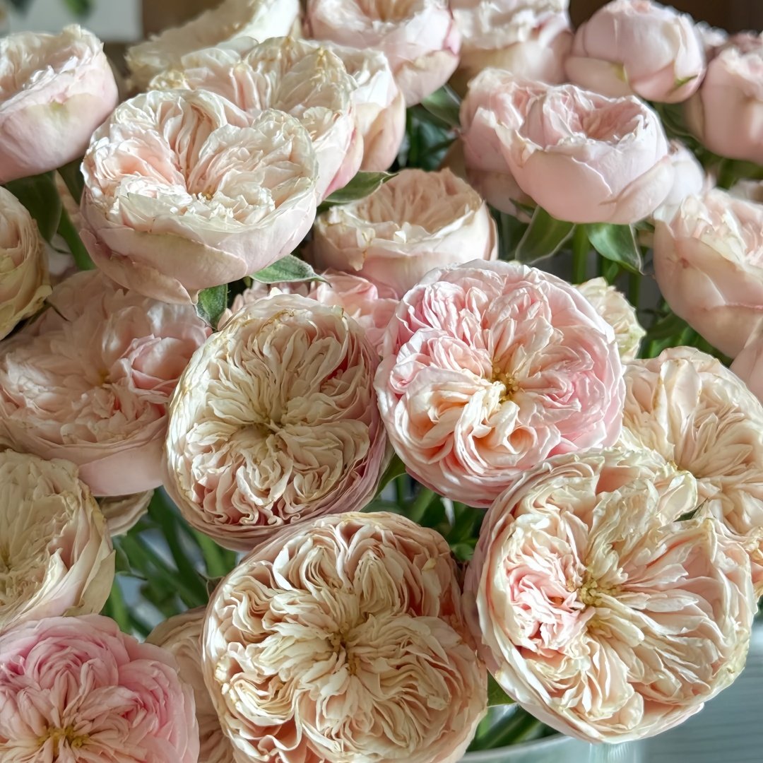 Royal Blush Rose Plant|皇家腮红 image 7