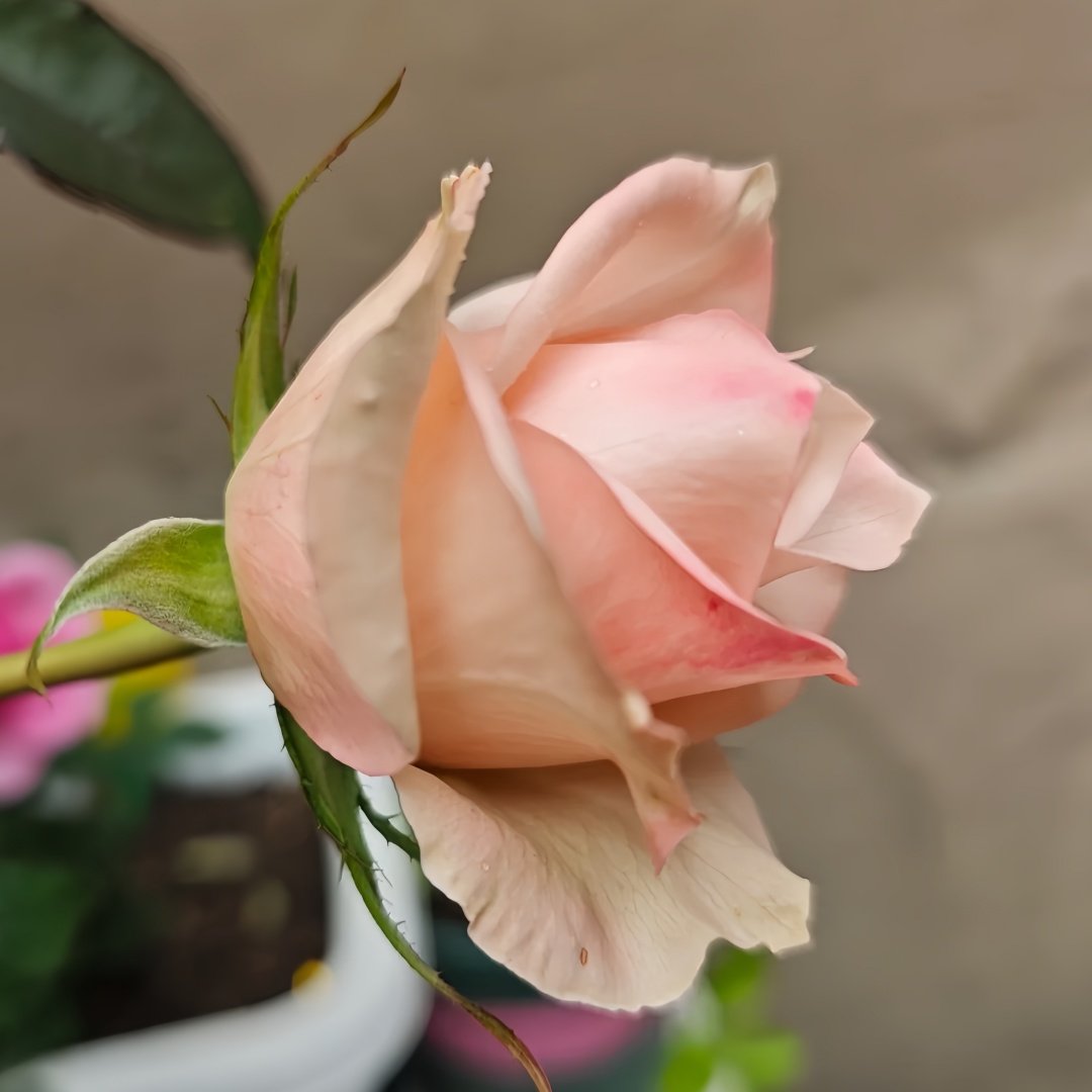 Lady Eva Rose Plant｜伊娃夫人 image 2