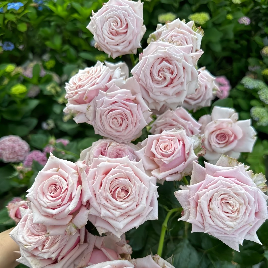 Lady Raphaela Rose Plant｜珍珠项链 image 9