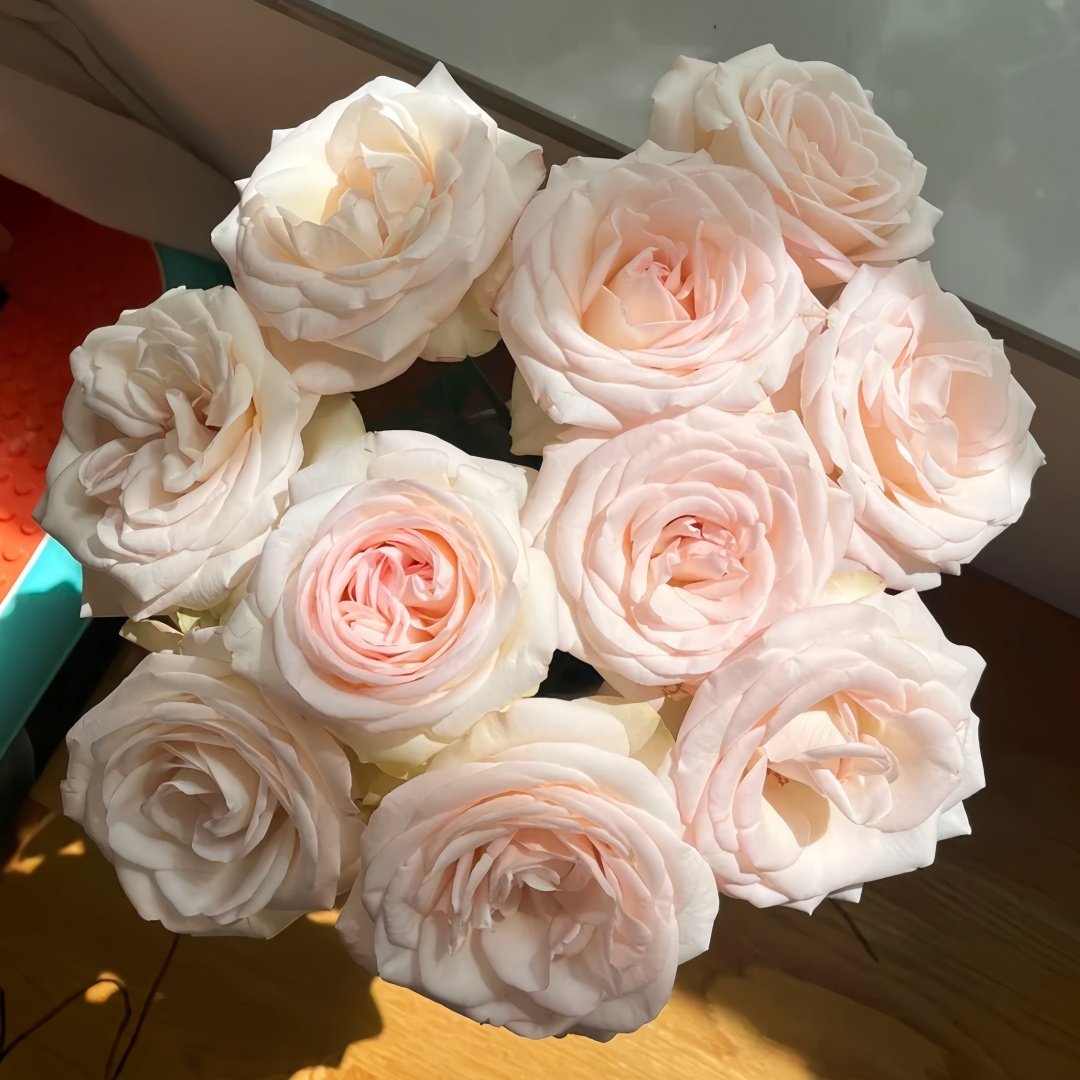 White Peach Gyokuro Rose Plant | 玉露白桃 image 0