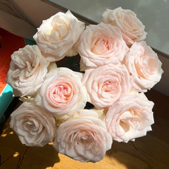 White Peach Gyokuro Rose Plant | 玉露白桃 image 0