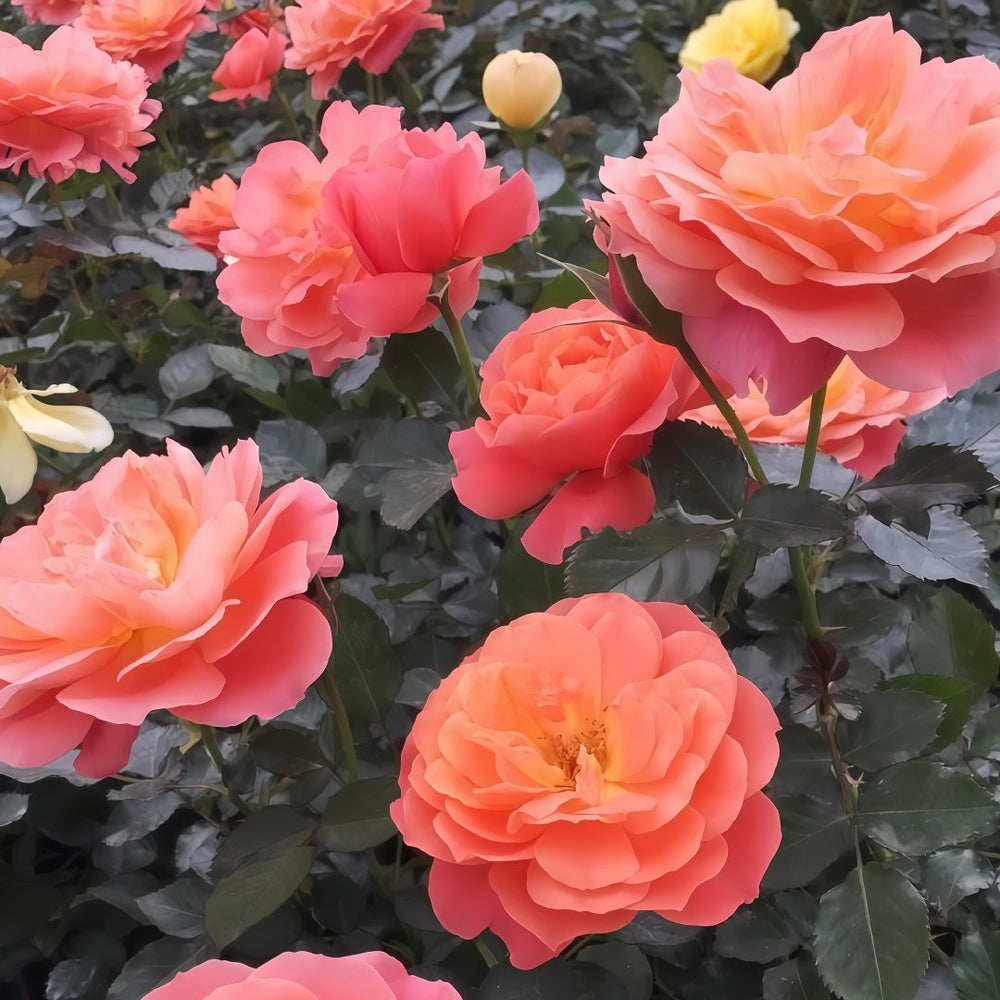 Saturnus King Terazza Rose Plant|土星王阳台 image 2