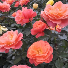 Saturnus King Terazza Rose Plant|土星王阳台 image 2