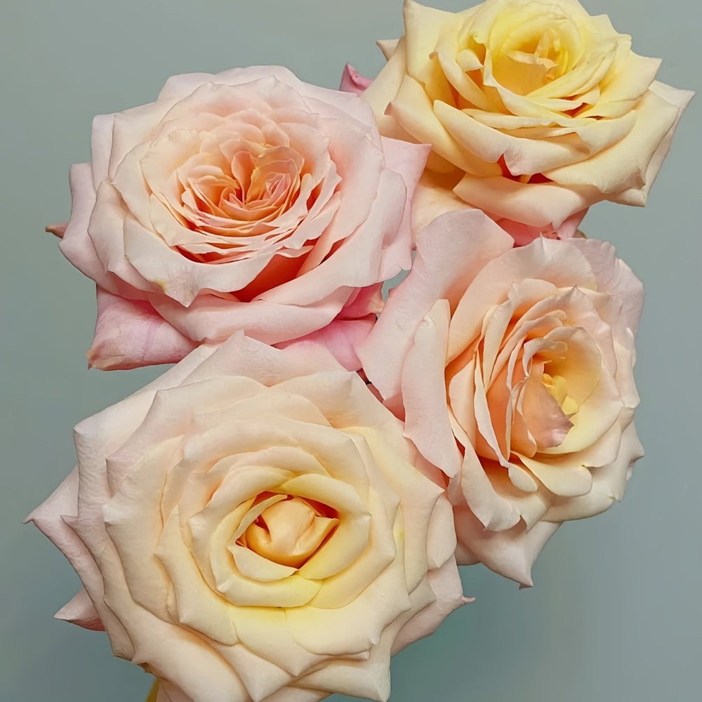 Mother of Pearl Rose Plant｜珍珠贝母 image 8