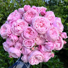 Spirit of Freedom Rose Plant｜自由精神 image 0