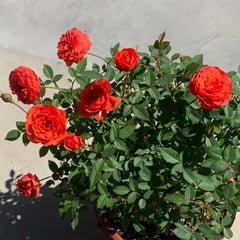 Rouge Rose Plant｜胭脂红玫瑰 image 2