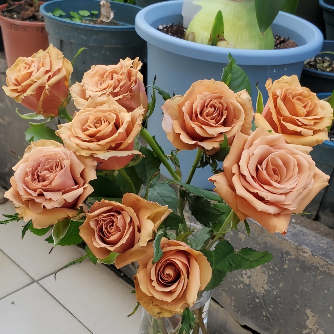 Toffee Rose Plant ｜太妃糖 image 8