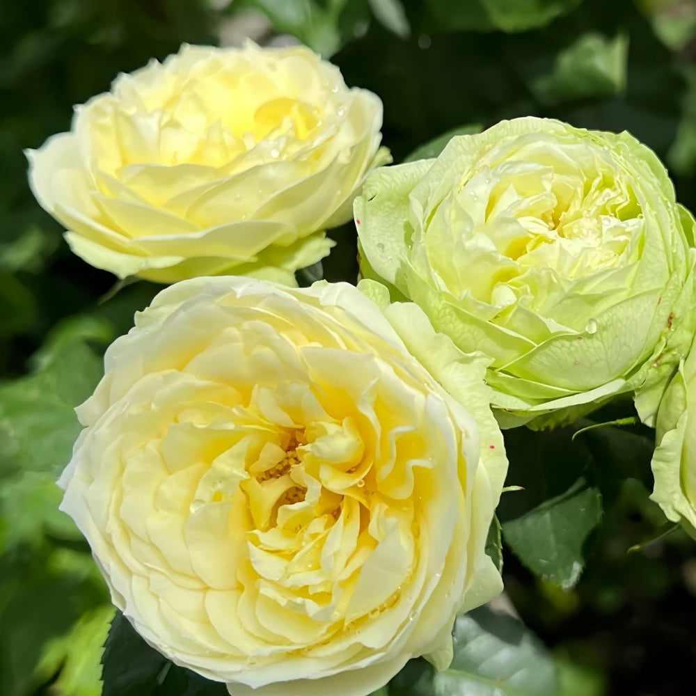 Wedding Piano Rose Plant|婚礼钢琴 image 5