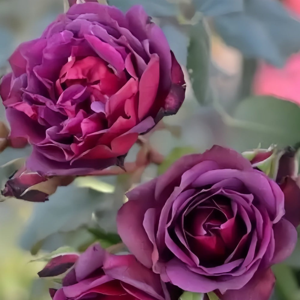 Laylah Rose Plant|黑夜莱拉 image 9