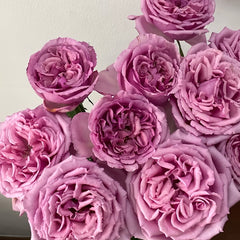 Aromatique Rose Plant｜伊芙芳香世家 image 2