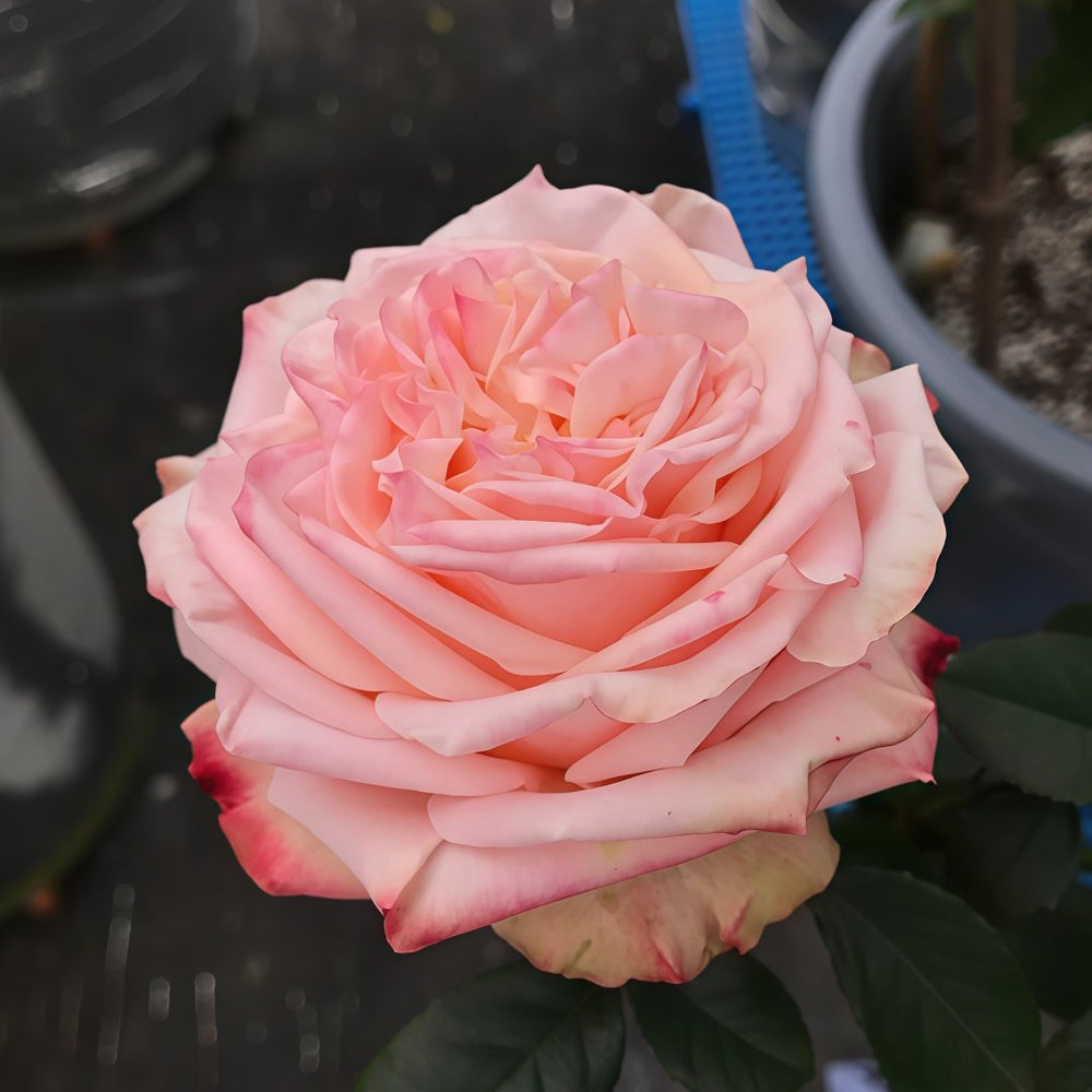 Lovely Heart Rose Plant｜心肝宝贝 image 2