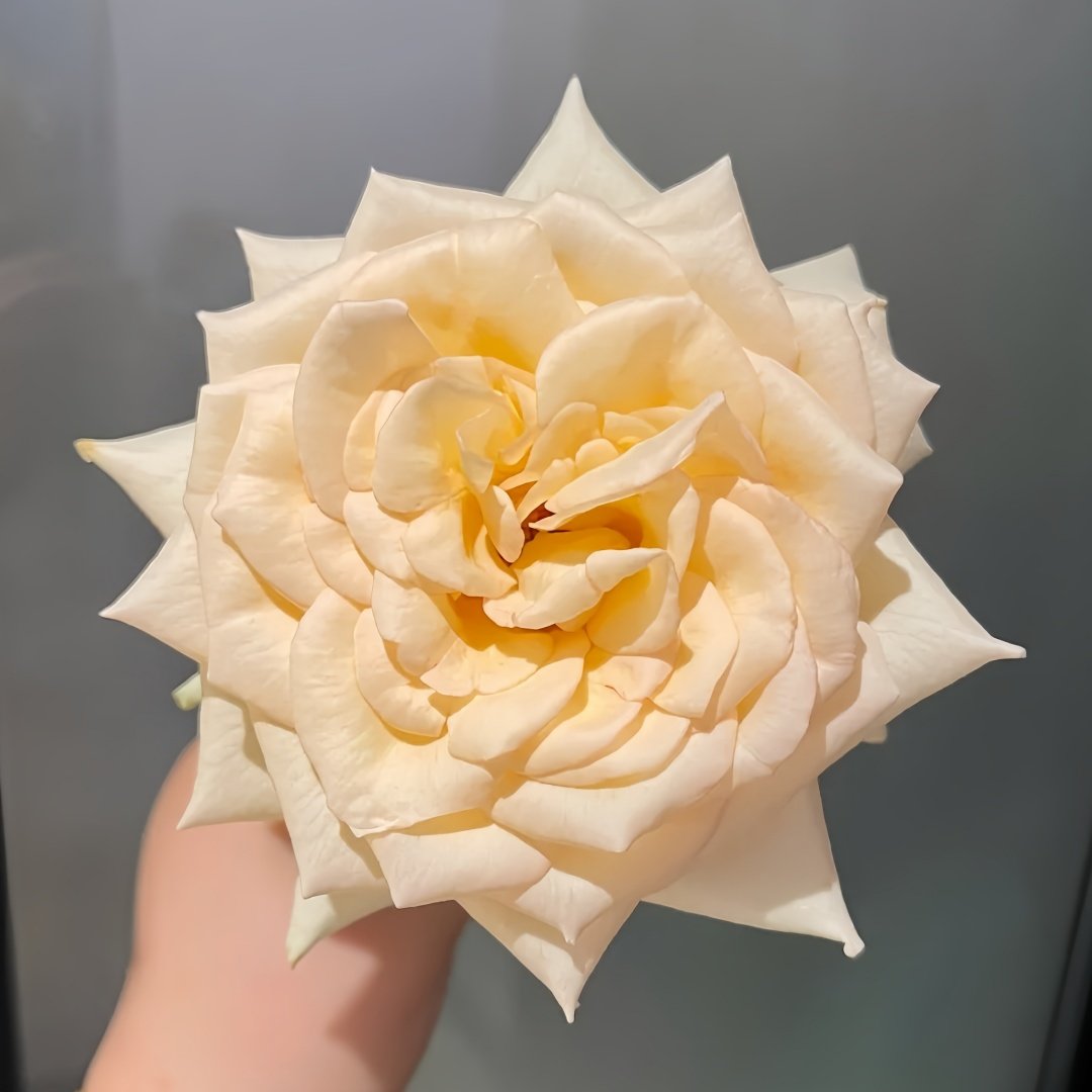 Princess Maya Rose Plant｜玛雅公主 image 3