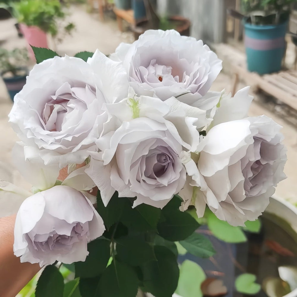 Lucifer Rose Plant｜路西法 image 5