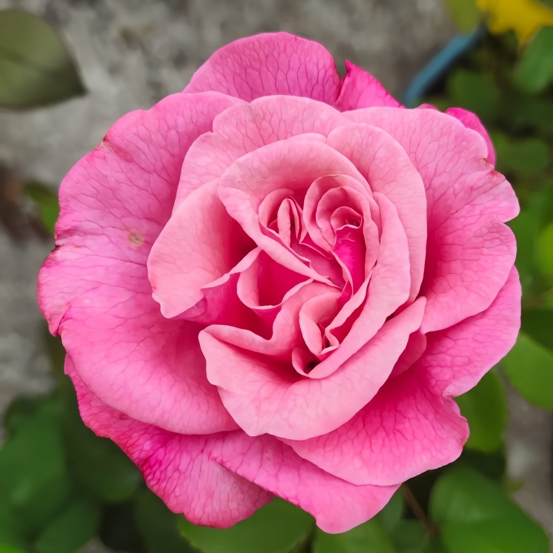 Wildberry Rose Plant|野莓子 image 1