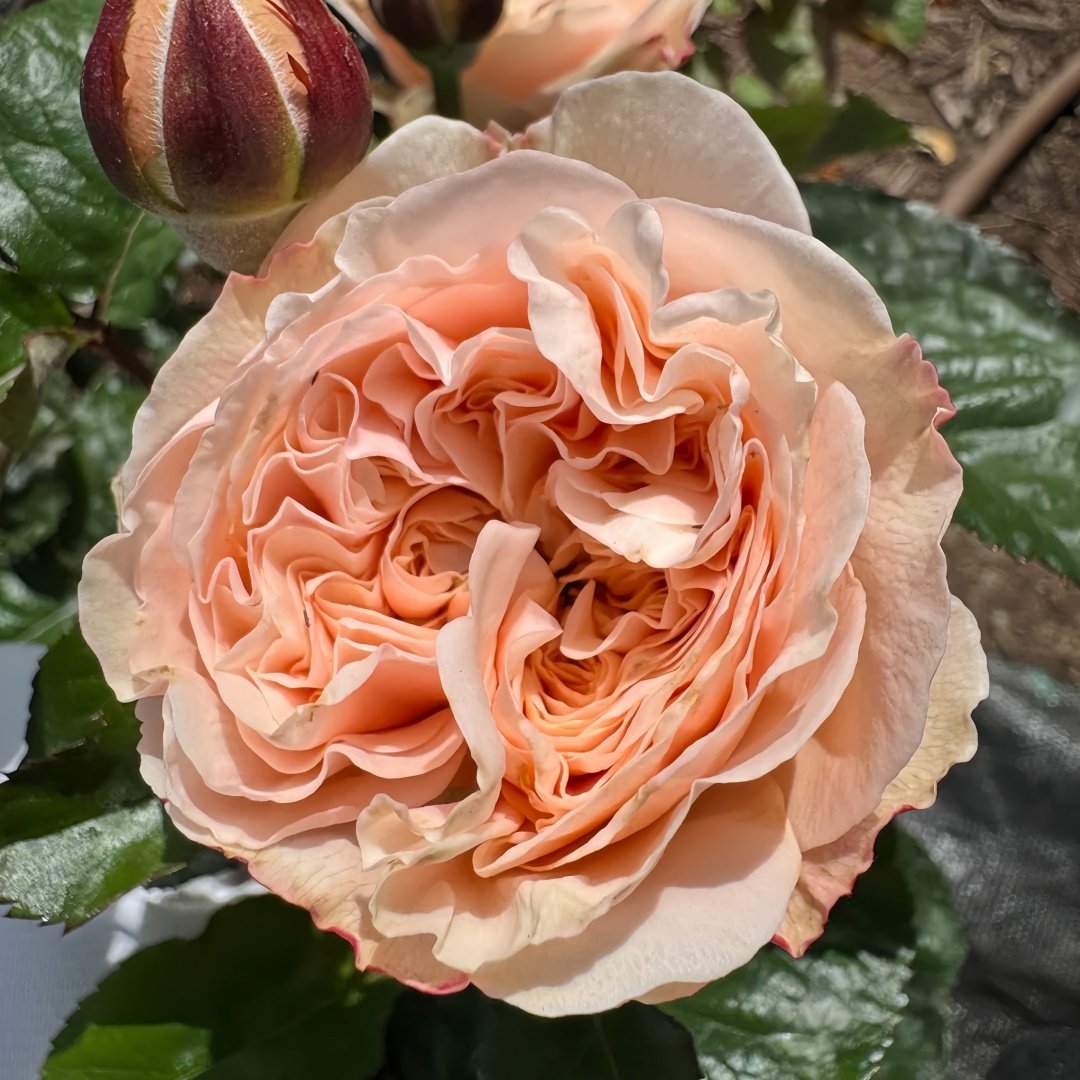 Paradise Beach Rose | 天堂海滩 image 7
