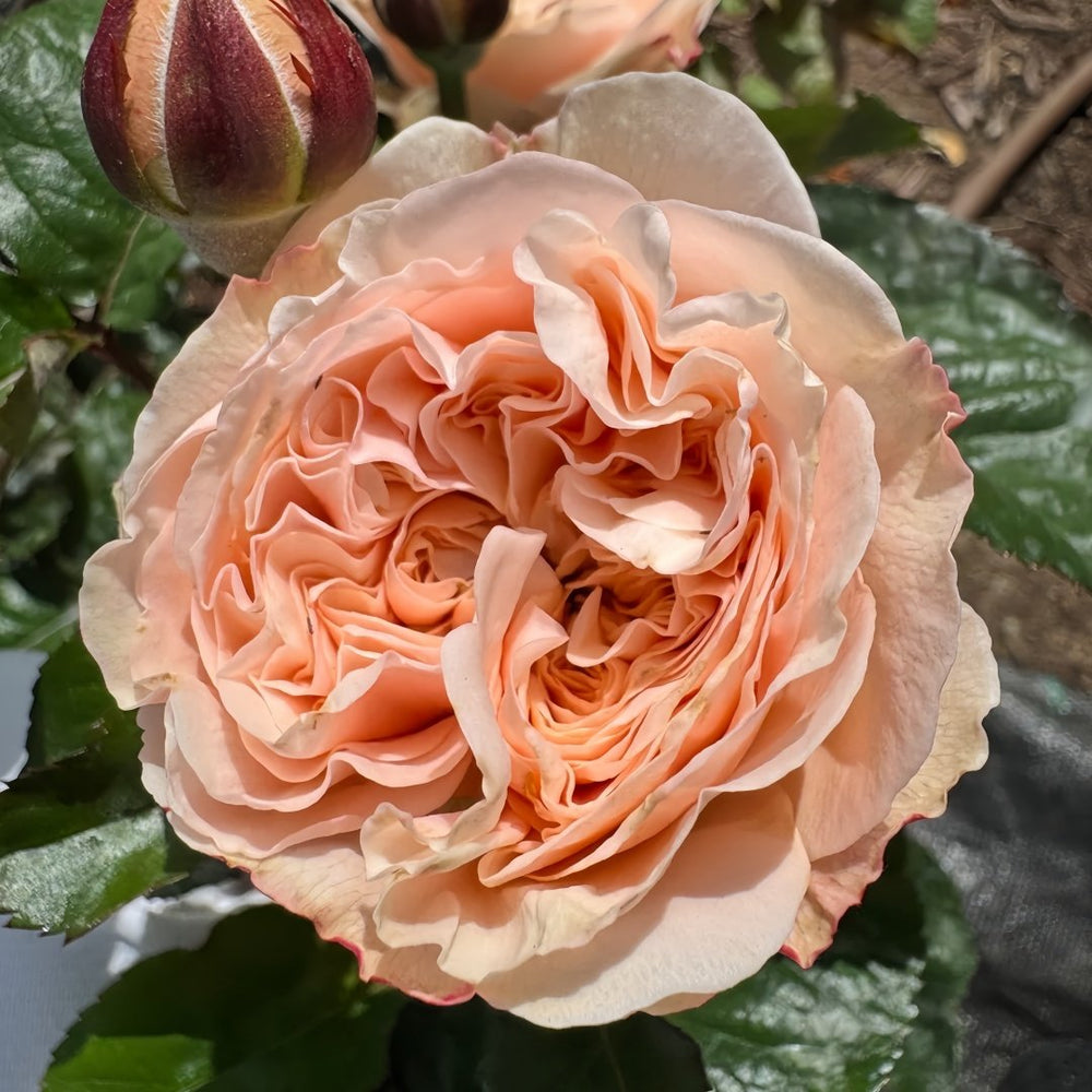 Paradise Beach Rose | 天堂海滩 image 7