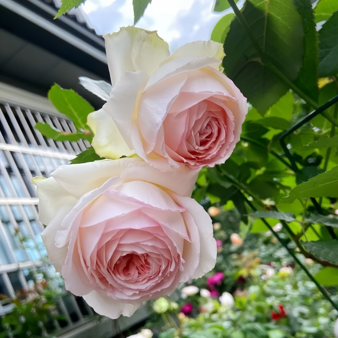 Light Makeup Rose Plant|薄化妆 image 5