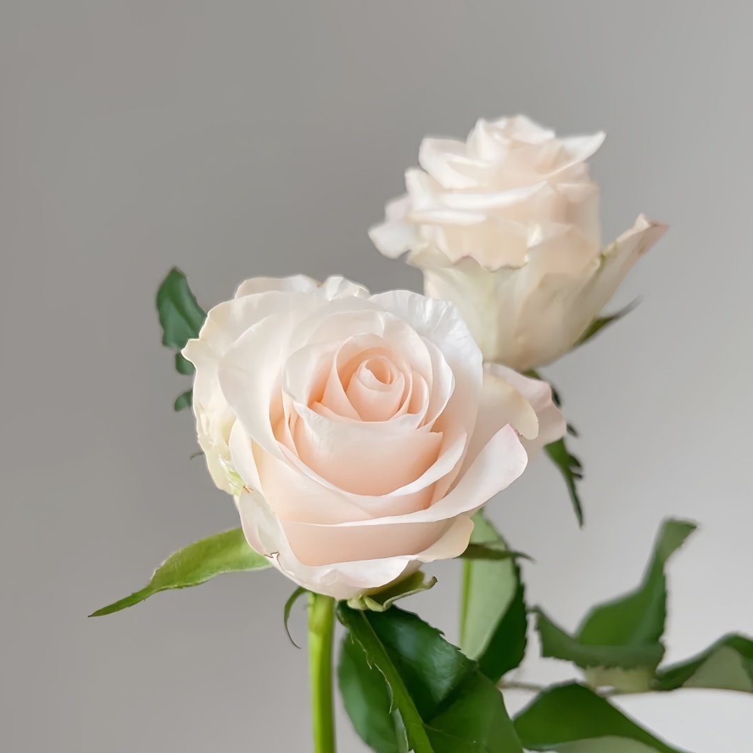 Cynthia Rose Plant|辛西娅 image 2