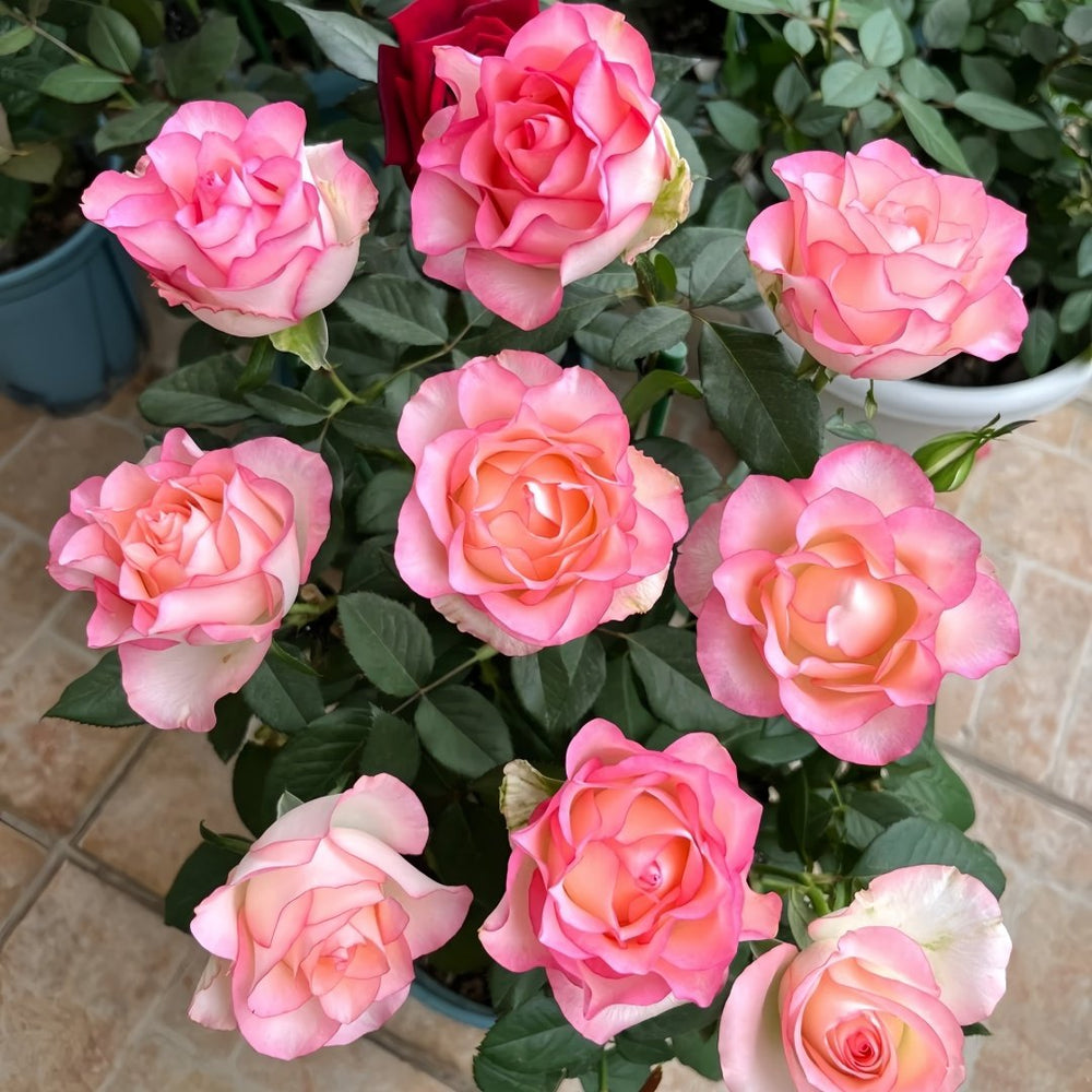 Jumilia Rose Plant｜艾莎 image 9