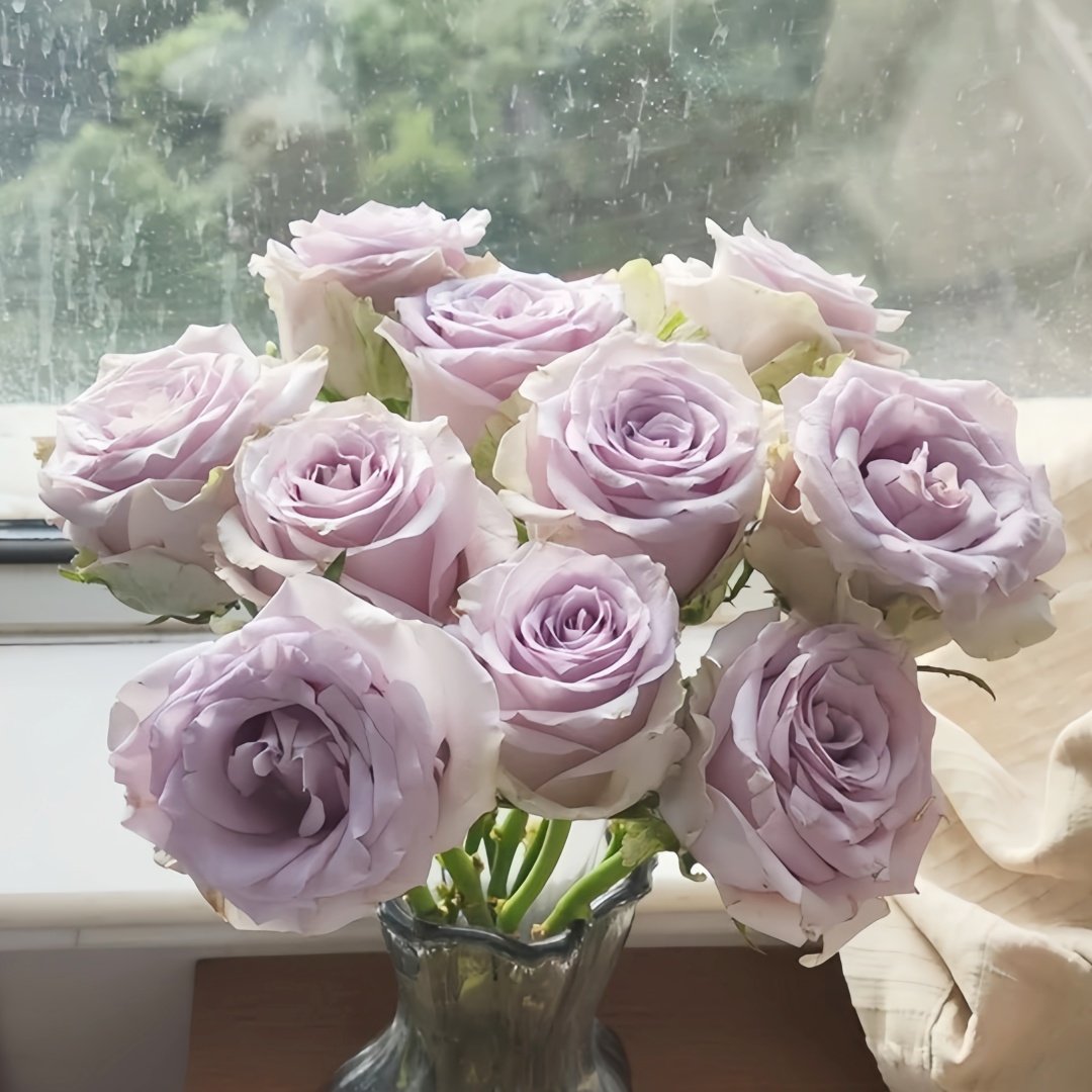 Sivery Light Rose Plant|月光曲 image 7