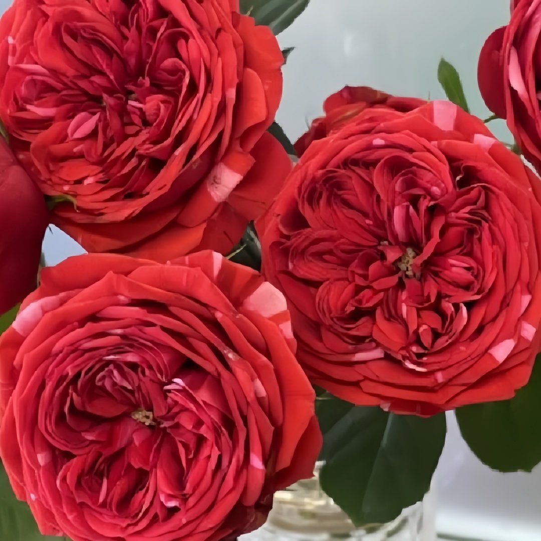 Mix Berry Rose Plant｜玫瑰浆果 image 7