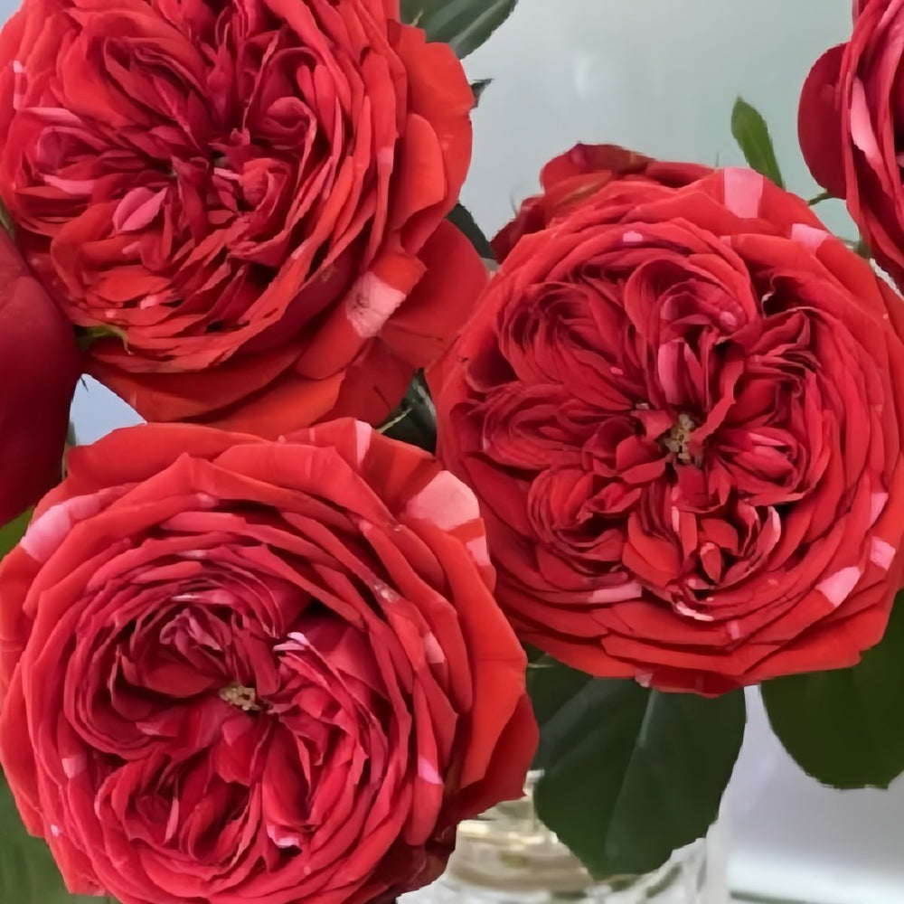 Mix Berry Rose Plant｜玫瑰浆果 image 7