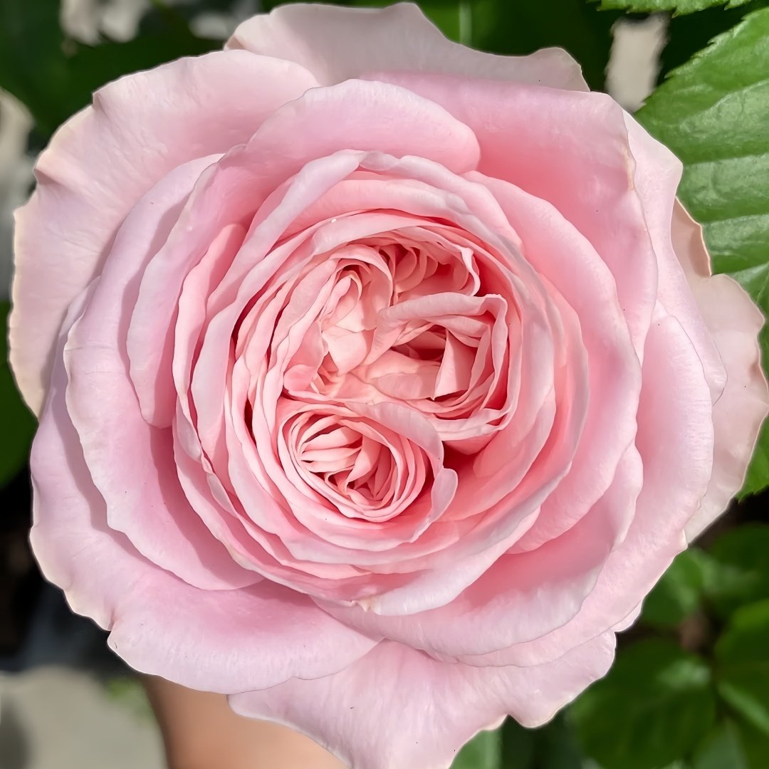 All four boughet Rose Plant｜四花 image 4