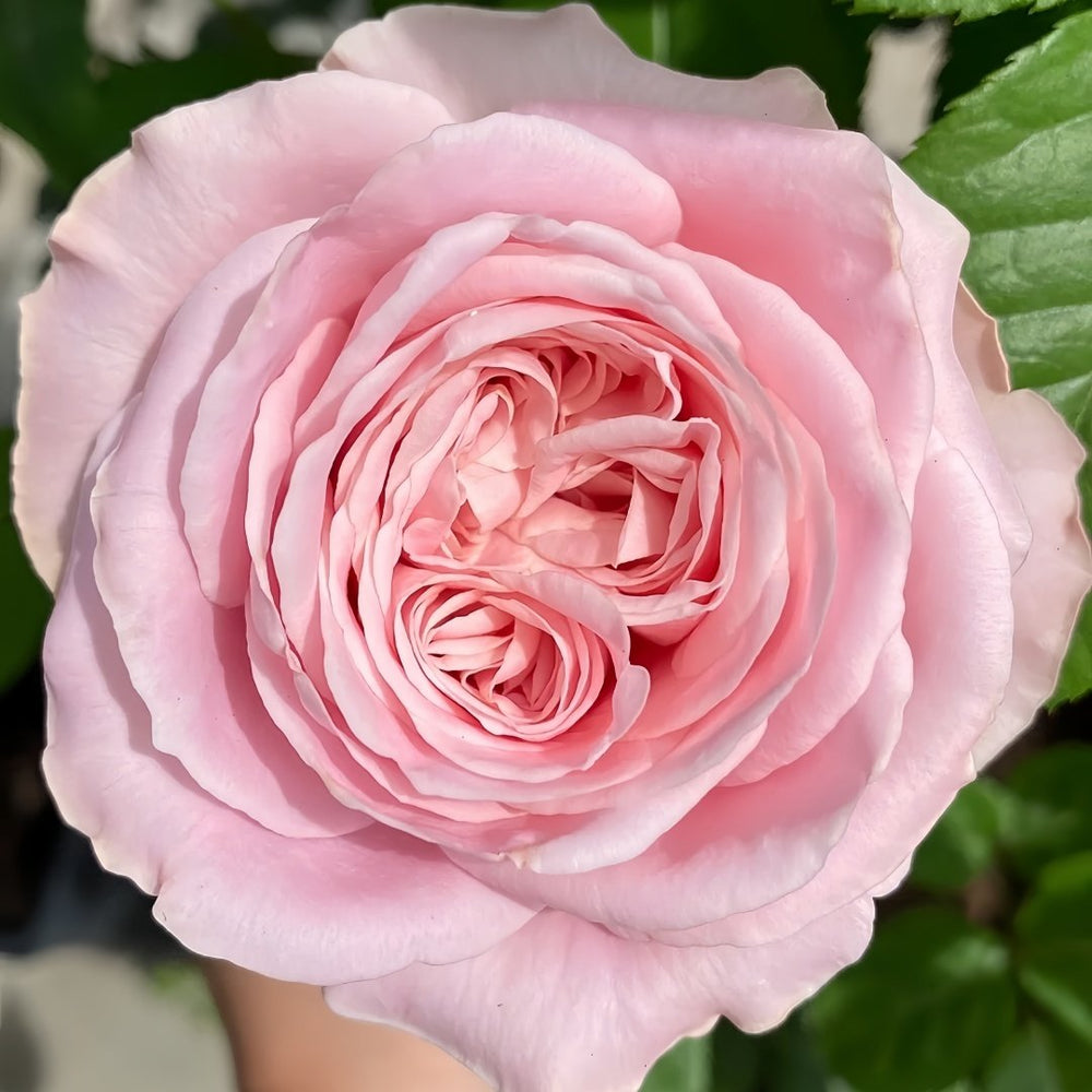 All four boughet Rose Plant｜四花 image 4