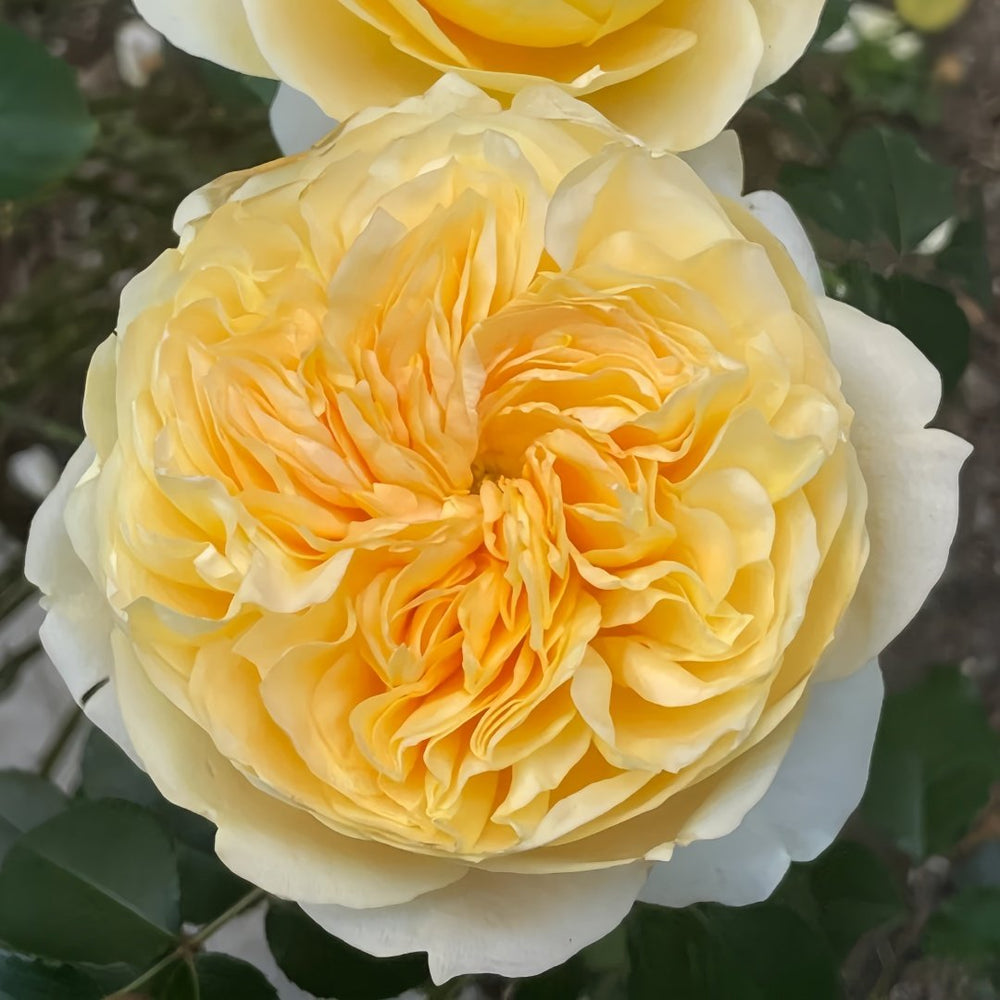 Effie Rose Plant｜艾菲玫瑰 image 5