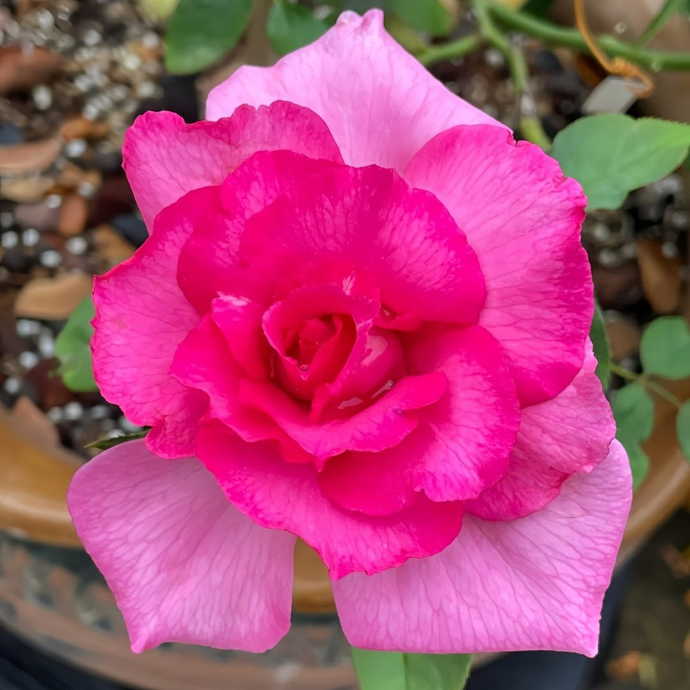 Parole Rose Plant|诉说 image 6