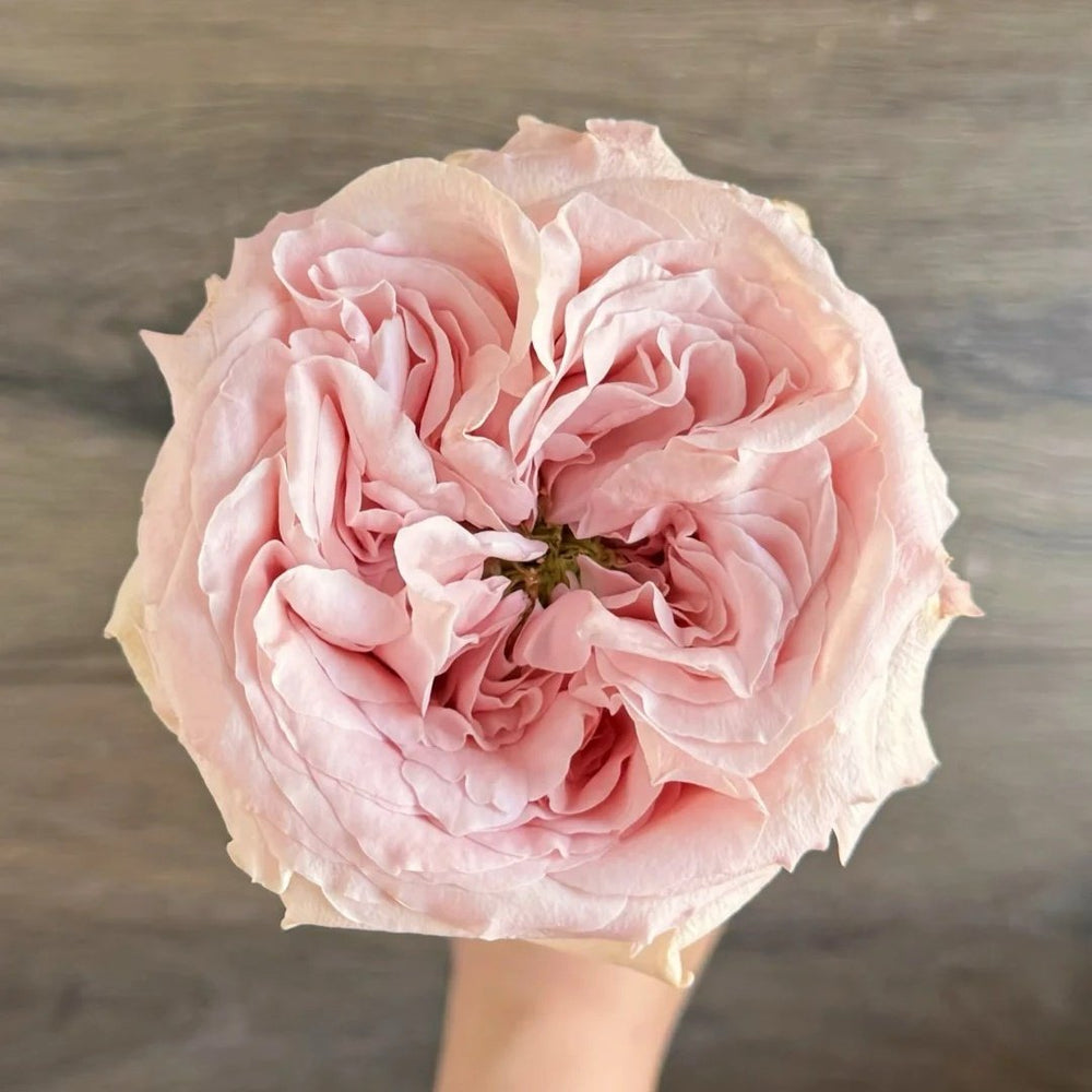 Norma Jean Rose Plant｜诺玛珍 image 2