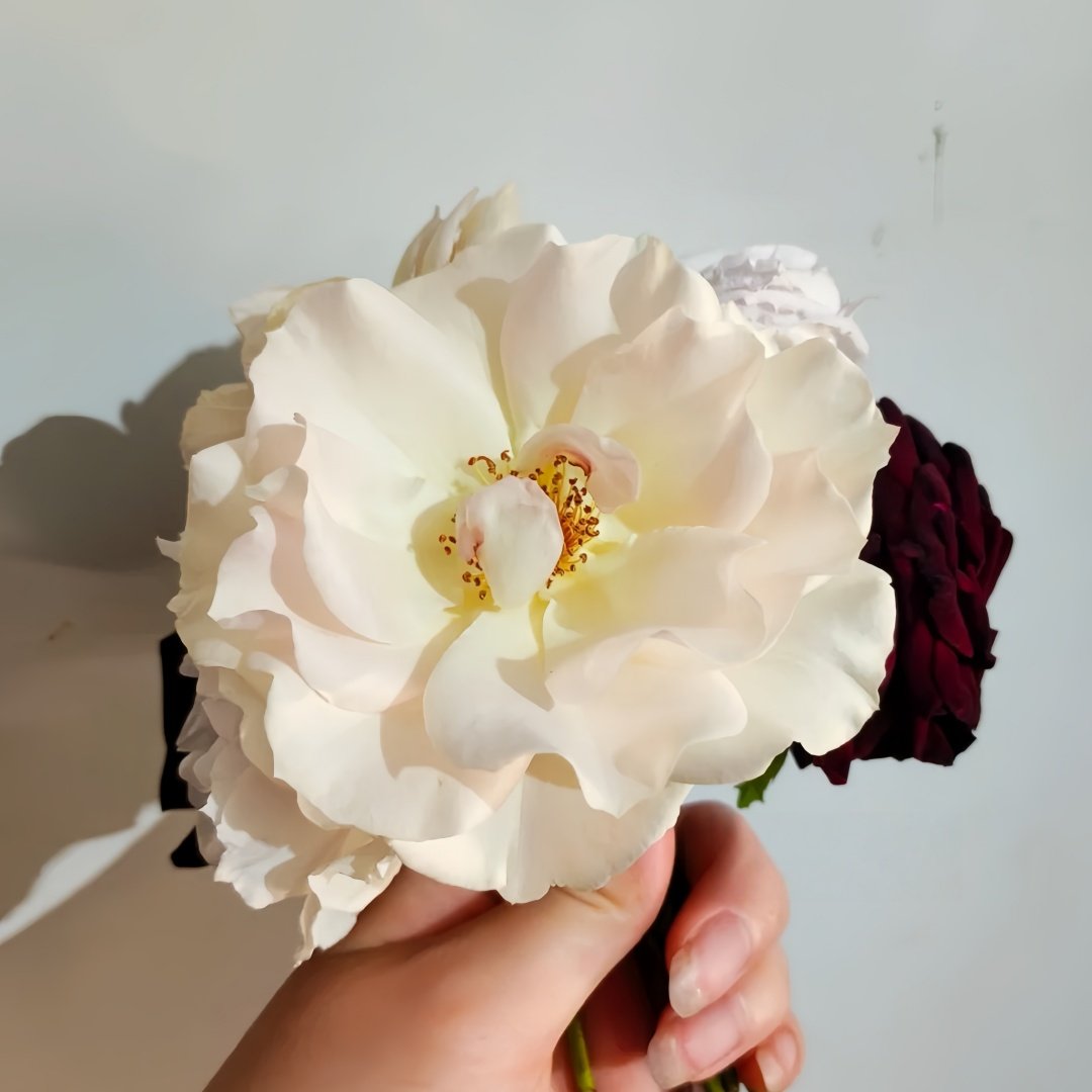 Mentor Rose Plant｜导师之花 image 4