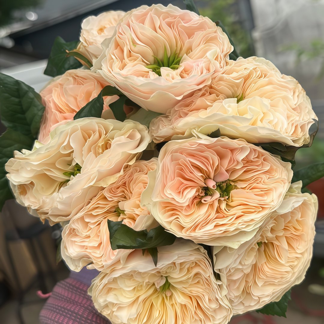 Stanley Abbey Rose Plant｜斯坦利修道院 image 7