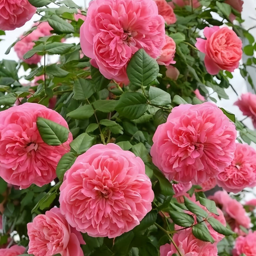 LionHeart Rose Plant|狮子心 image 4