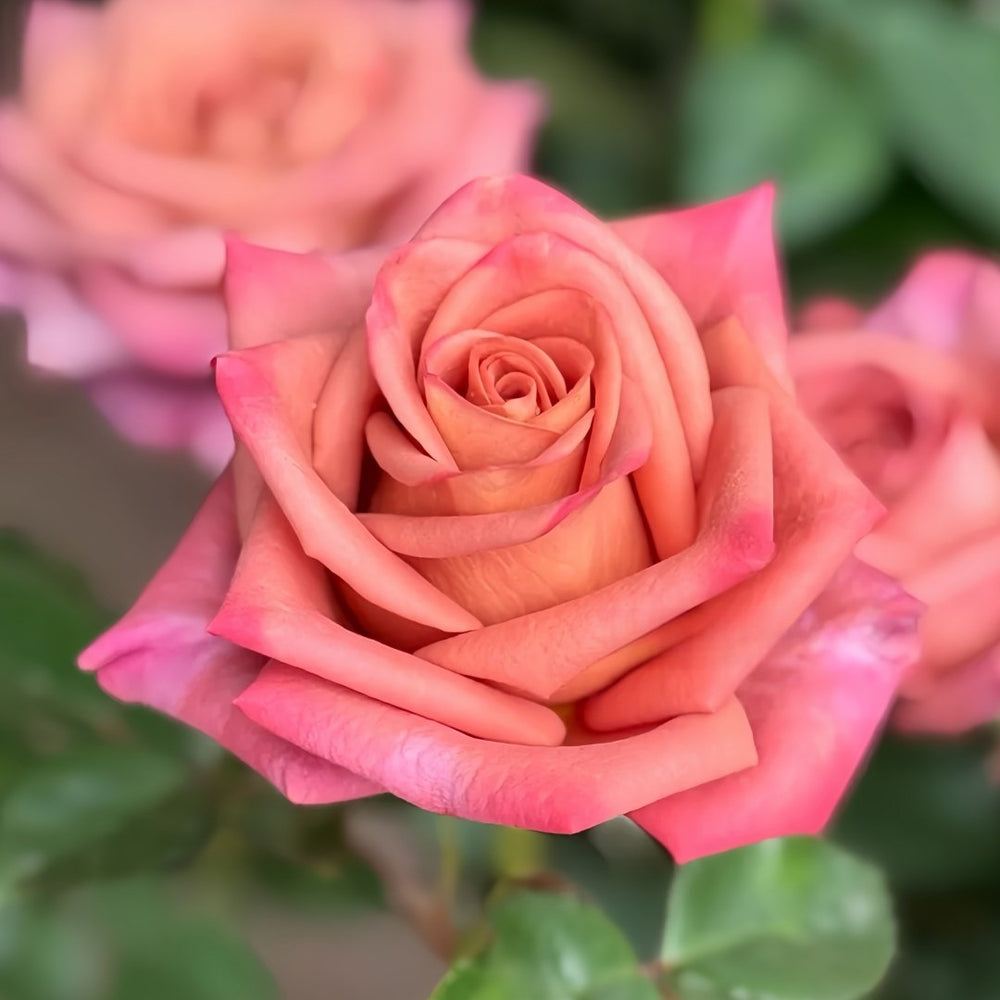 Barista Rose Plant ｜调香师 image 4