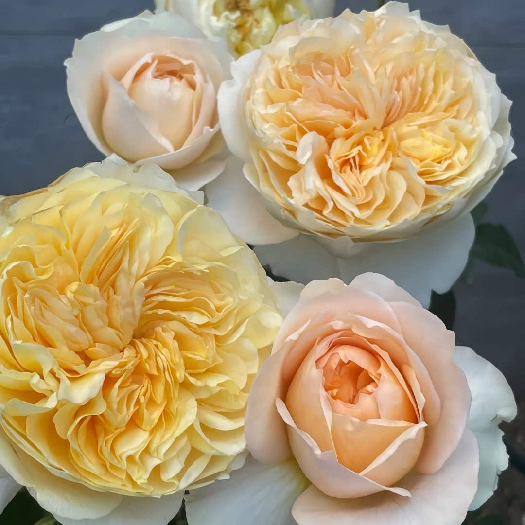 Effie Rose Plant｜艾菲玫瑰 image 6