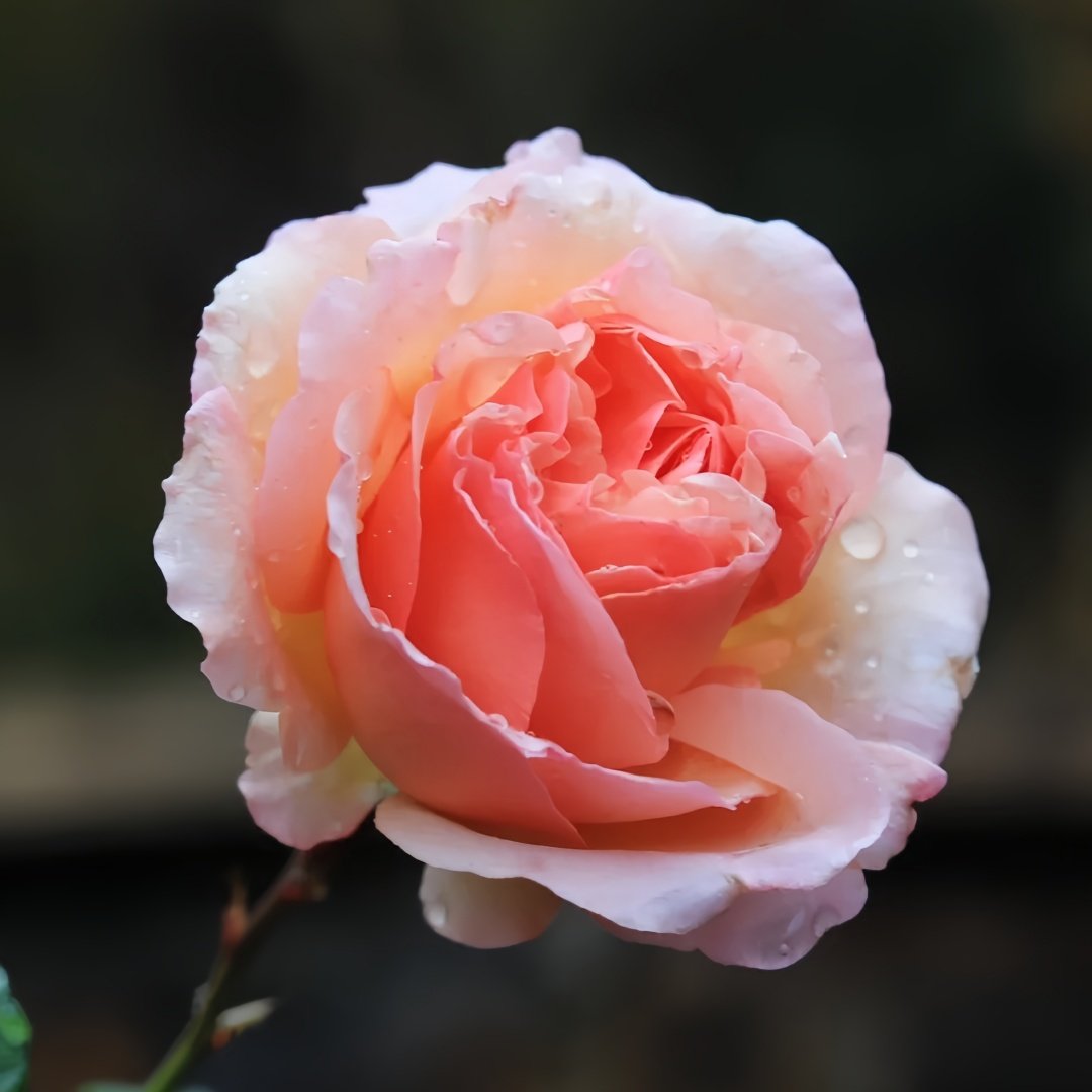 Versigny Rose Plant|维尔西尼 image 2