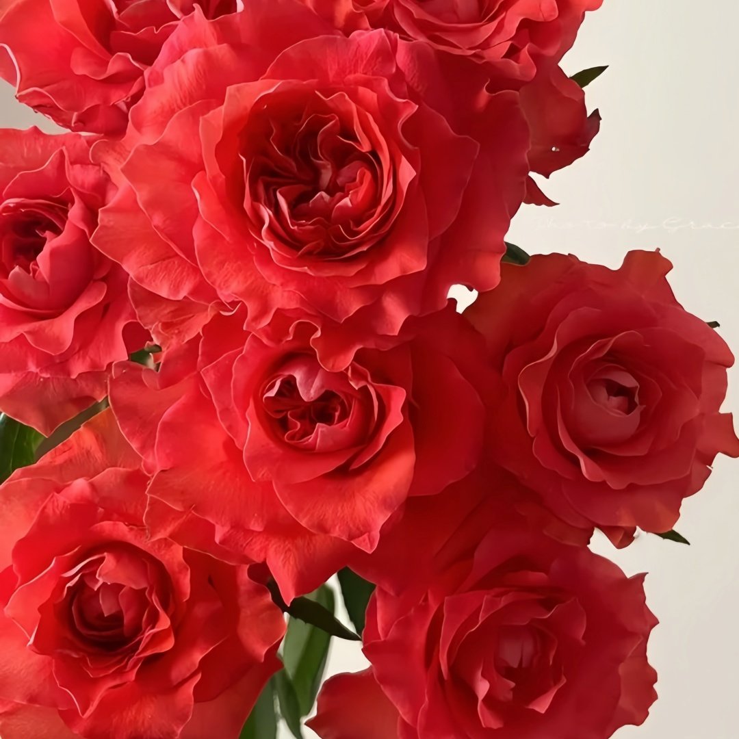 Yu Haitang Rose Plant|玉海棠 image 4