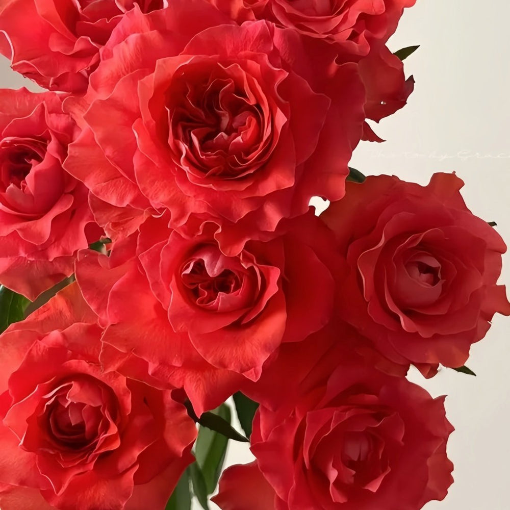 Yu Haitang Rose Plant|玉海棠 image 4